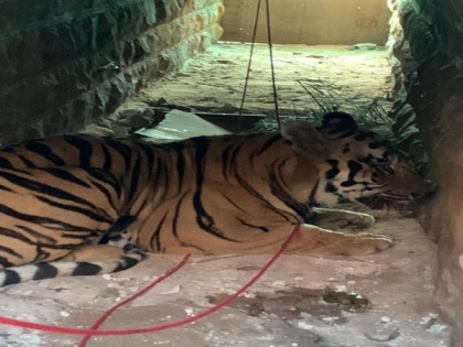 Nepal man eater tiger moved into Zoo from National Park after 2 killed in attacks | Nepal man eater tiger moved into Zoo from National Park after 2 killed in attacks