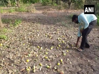 Cyclone Tauktae damages mango trees, ruins farmers in Gujarat's Amreli | Cyclone Tauktae damages mango trees, ruins farmers in Gujarat's Amreli