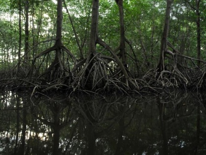 Environmentalists criticise AP govt over housing project on mangrove land | Environmentalists criticise AP govt over housing project on mangrove land