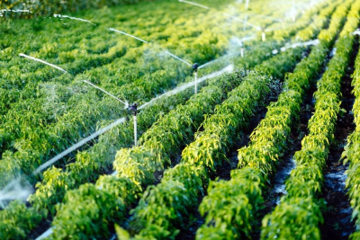 Micro irrigation initiative empowers farmers in Haryana | Micro irrigation initiative empowers farmers in Haryana Micro irrigation initiative empowers farmers in Haryana | Micro irrigation initiative empowers farmers in Haryana