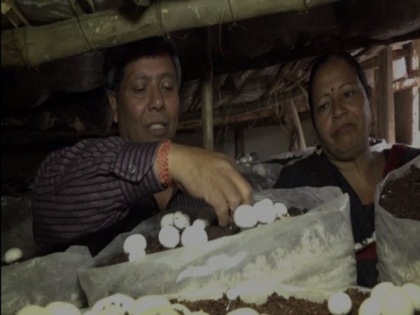 Udhampur: Mushroom cultivation attracts locals, witnesses surge in women participation | Udhampur: Mushroom cultivation attracts locals, witnesses surge in women participation