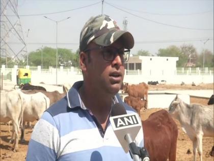 Days after accident, pregnant cow dies during treatment in Faridabad | Days after accident, pregnant cow dies during treatment in Faridabad
