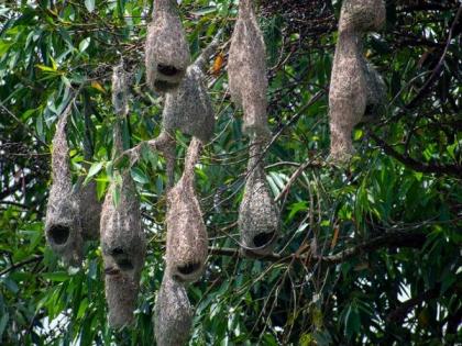 Baya Weavers flaunt legendary architectural skills, captivate Nepalis during covid-induced lockdown | Baya Weavers flaunt legendary architectural skills, captivate Nepalis during covid-induced lockdown