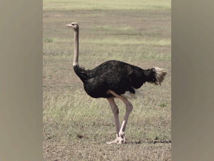 Delhi zoo plans to get female ostrich from Southern India | Delhi zoo plans to get female ostrich from Southern India