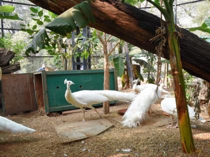 Inner Wheel Club adopts white peacock in Hyderabad's Nehru zoo | Inner Wheel Club adopts white peacock in Hyderabad's Nehru zoo