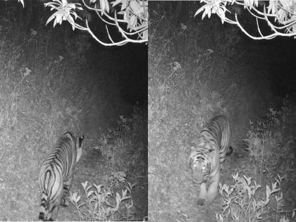 Tiger spotted above 3,000 m altitude for first time in Nepal, raises concern about impact of global warming | Tiger spotted above 3,000 m altitude for first time in Nepal, raises concern about impact of global warming