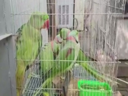 Here's why 13 parrots were produced before a Delhi court today! | Here's why 13 parrots were produced before a Delhi court today!