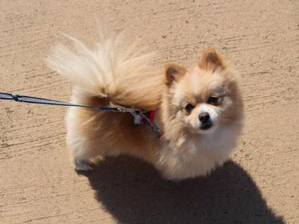 Online daters swipe more for pets than for their owners, finds study | Online daters swipe more for pets than for their owners, finds study