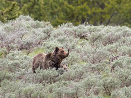 Woman hiker killed by bear near Yellowstone National Park in US | Woman hiker killed by bear near Yellowstone National Park in US Woman hiker killed by bear near Yellowstone National Park in US | Woman hiker killed by bear near Yellowstone National Park in US