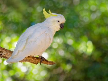 TN Police seize exotic birds used by circus company without permit | TN Police seize exotic birds used by circus company without permit