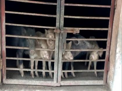 Many pigs die in UP's Sambhal, livelihoods affected, veterinary officer collects samples to find out cause | Many pigs die in UP's Sambhal, livelihoods affected, veterinary officer collects samples to find out cause