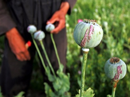 Taliban raises funds from drugs, taxes, mysterious sponsors, says expert | Taliban raises funds from drugs, taxes, mysterious sponsors, says expert