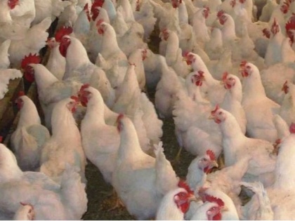 COVID-19 jolts poultry industry in Q4 FY20, de-growth of 4 to 5 pc projected | COVID-19 jolts poultry industry in Q4 FY20, de-growth of 4 to 5 pc projected