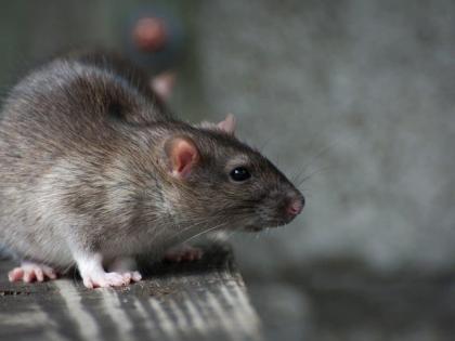 Rats bite patient at govt hospital in UP; probe ordered | Rats bite patient at govt hospital in UP; probe ordered Rats bite patient at govt hospital in UP; probe ordered | Rats bite patient at govt hospital in UP; probe ordered