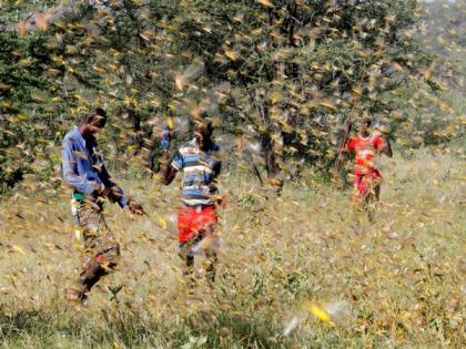 UN warns Africa's ongoing locust crisis could become 'major humtarian plague' | UN warns Africa's ongoing locust crisis could become 'major humtarian plague' UN warns Africa's ongoing locust crisis could become 'major humtarian plague' | UN warns Africa's ongoing locust crisis could become 'major humtarian plague'