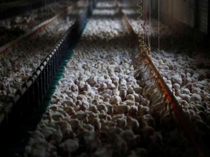 Amid coronavirus scare, chicken sales crash in Hyderabad | Amid coronavirus scare, chicken sales crash in Hyderabad Amid coronavirus scare, chicken sales crash in Hyderabad | Amid coronavirus scare, chicken sales crash in Hyderabad