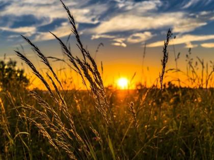 Centre says paddy procurement from Telangana increased tremendously in 5-6 years | Centre says paddy procurement from Telangana increased tremendously in 5-6 years