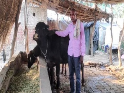 UP man demands DNA test of buffalo to establish ownership | UP man demands DNA test of buffalo to establish ownership