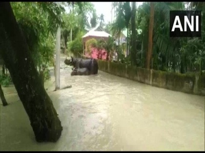 Rhinos spotted in residential area as forest area remains flooded in Assam | Rhinos spotted in residential area as forest area remains flooded in Assam
