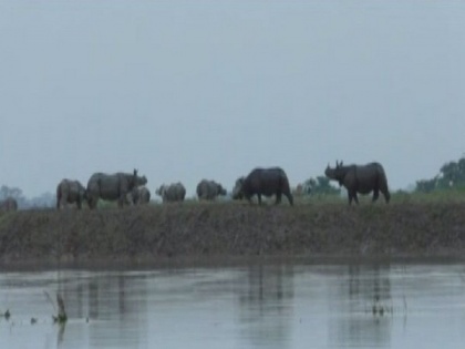 Assam floods: 96 animals die at Kaziranga National Park | Assam floods: 96 animals die at Kaziranga National Park