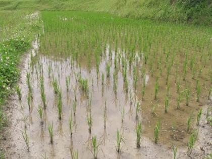 Japan preserves its legacy of traditional rice farming | Japan preserves its legacy of traditional rice farming