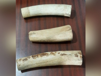 Elephant tusks seized, 3 held in Jaipur | Elephant tusks seized, 3 held in Jaipur