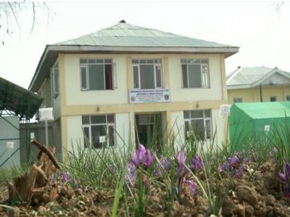 Advanced research centre playing vital role in saffron cultivation | Advanced research centre playing vital role in saffron cultivation