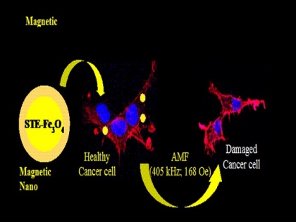 Stevioside can increase efficiency of cancer therapy using magnetic nanoparticles: Scientists | Stevioside can increase efficiency of cancer therapy using magnetic nanoparticles: Scientists