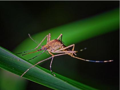 New findings about mosquito vision could help in hiding from disease vectors | New findings about mosquito vision could help in hiding from disease vectors