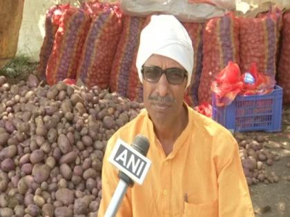 'Neelkanth Kufri': This unique variety of potato grows in Bhopal fields | 'Neelkanth Kufri': This unique variety of potato grows in Bhopal fields
