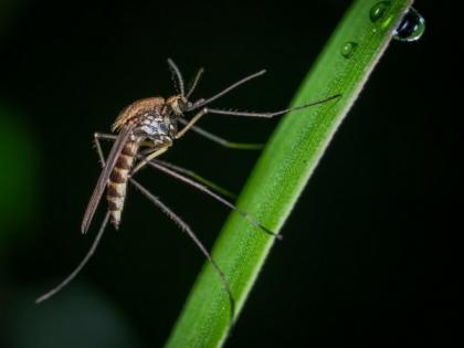 Mosquito vision could help in hiding from disease vectors: Study | Mosquito vision could help in hiding from disease vectors: Study