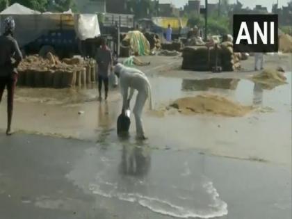 Punjab farmers in distress as untimely rain destroy crops ready for sale | Punjab farmers in distress as untimely rain destroy crops ready for sale