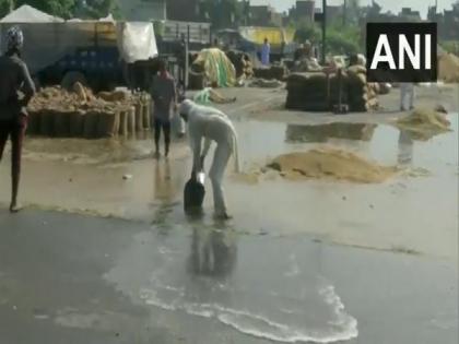 Punjab farmers in distress as untimely rain destroy crops ready for sale | Punjab farmers in distress as untimely rain destroy crops ready for sale Punjab farmers in distress as untimely rain destroy crops ready for sale | Punjab farmers in distress as untimely rain destroy crops ready for sale