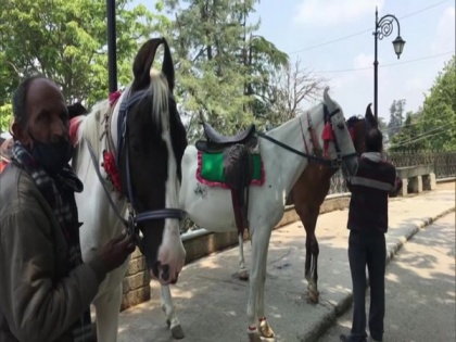 Shimla's horse owners facing hardships due to second wave of pandemic | Shimla's horse owners facing hardships due to second wave of pandemic