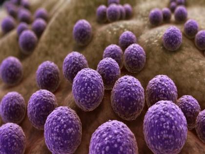 Research reveals connection between Vitamin D levels and gut bacteria | Research reveals connection between Vitamin D levels and gut bacteria Research reveals connection between Vitamin D levels and gut bacteria | Research reveals connection between Vitamin D levels and gut bacteria