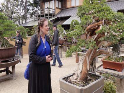 Bonsai, traditional Japanese dwarf tree art attracts visitors | Bonsai, traditional Japanese dwarf tree art attracts visitors