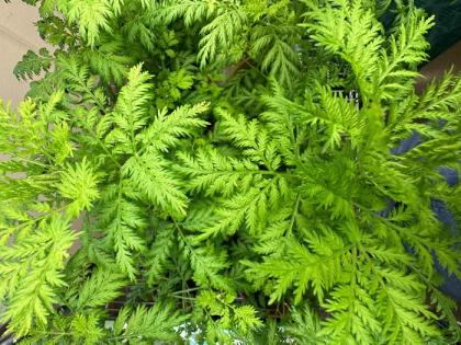 This medicinal plant may help fight Covid and brain cancer | This medicinal plant may help fight Covid and brain cancer