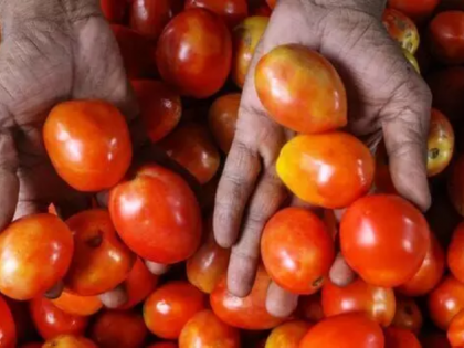 Punjab Governor shuns tomato in his kitchen | Punjab Governor shuns tomato in his kitchen Punjab Governor shuns tomato in his kitchen | Punjab Governor shuns tomato in his kitchen