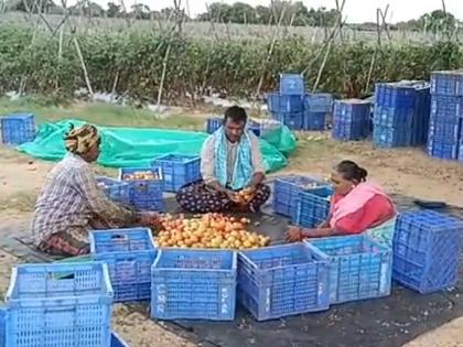 Andhra's tomato farmer earns Rs 4 cr in 45 days | Andhra's tomato farmer earns Rs 4 cr in 45 days