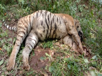 Kerala: Tiger found dead in Wayanad Wildlife Sanctuary | Kerala: Tiger found dead in Wayanad Wildlife Sanctuary