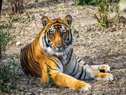 Climate change hampering tiger conservation efforts: Nepal PM | Climate change hampering tiger conservation efforts: Nepal PM