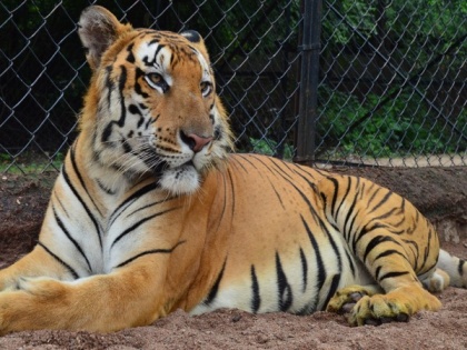 Royal Bengal tiger dies of heart failure at Hyderabad Zoo | Royal Bengal tiger dies of heart failure at Hyderabad Zoo