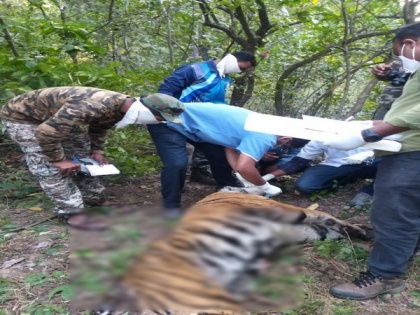 A pregnant female tiger found dead in Umred-Pauni-Karhandla Wildlife Sanctuary in Maharashtra | A pregnant female tiger found dead in Umred-Pauni-Karhandla Wildlife Sanctuary in Maharashtra