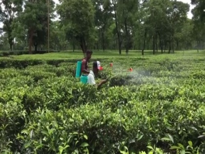 Crippled by coal crisis, Tripura adopts gas-based tea processing | Crippled by coal crisis, Tripura adopts gas-based tea processing