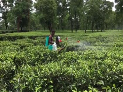 Joint forum of tea trade unions seek intervention of Sitharaman, Mamata | Joint forum of tea trade unions seek intervention of Sitharaman, Mamata