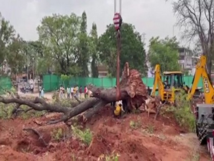 Telangana: Mahbubnagar administration translocates four 100-year-old trees | Telangana: Mahbubnagar administration translocates four 100-year-old trees