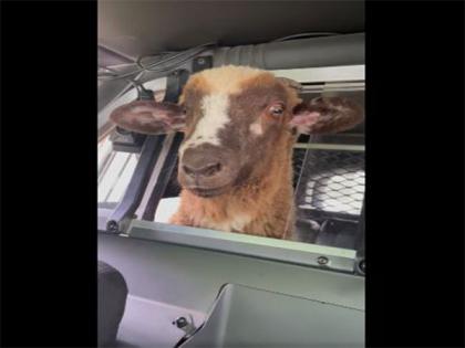 Viral video of stray sheep in police cruiser leaves the Internet amused | Viral video of stray sheep in police cruiser leaves the Internet amused