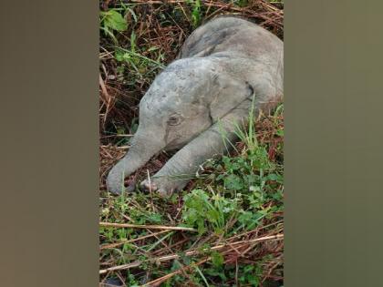 Elephant calf dies after being hit by train in Assam | Elephant calf dies after being hit by train in Assam