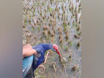 Mystery over migratory birds' 'carcasses' deepens, no samples left for conducting tests, says Tripura Forest official | Mystery over migratory birds' 'carcasses' deepens, no samples left for conducting tests, says Tripura Forest official