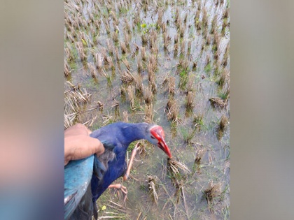 Carcasses of migratory birds found at Tripura's Udaipur lake, Forest Dept clueless | Carcasses of migratory birds found at Tripura's Udaipur lake, Forest Dept clueless